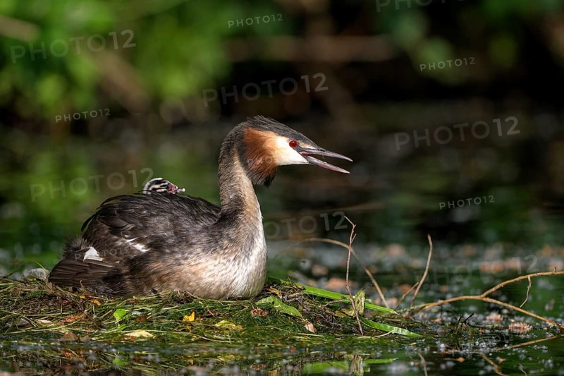 Great Crested Grebe (Podiceps cristatus), adult bird and chicks at the nest, adult bird in threatening posture, Krickenbecker Seen, North Rhine-Westphalia, Germany, Europe