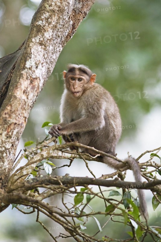 Bonnet macaque (Macaca radiata), Periyar Wildlife Sanctuary or Periyar National Park, Idukki district, Kerala, India, Asia