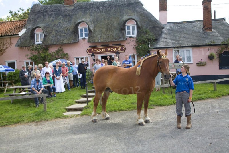 Suffolk Punch horse outside the Sorrel Horse pub, Shottisham, Suffolk, England. The pub was bought by the local community in August 2011