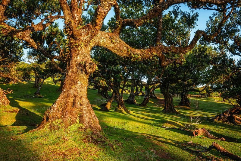 Centuries-old til trees in fantastic magical idyllic Fanal Laurisilva forest on sunset. Madeira island, Portugal, Europe
