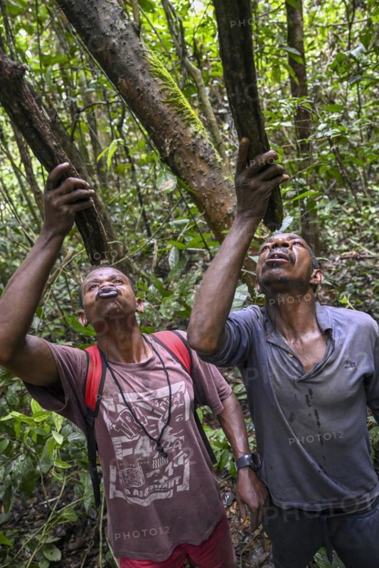 Pygmies of the Baka or BaAka people drinking water from cut branches, Dzanga-Sangha Special Dense Forest Reserve, Sangha-Mbaéré Prefecture, Central African Republic, Africa