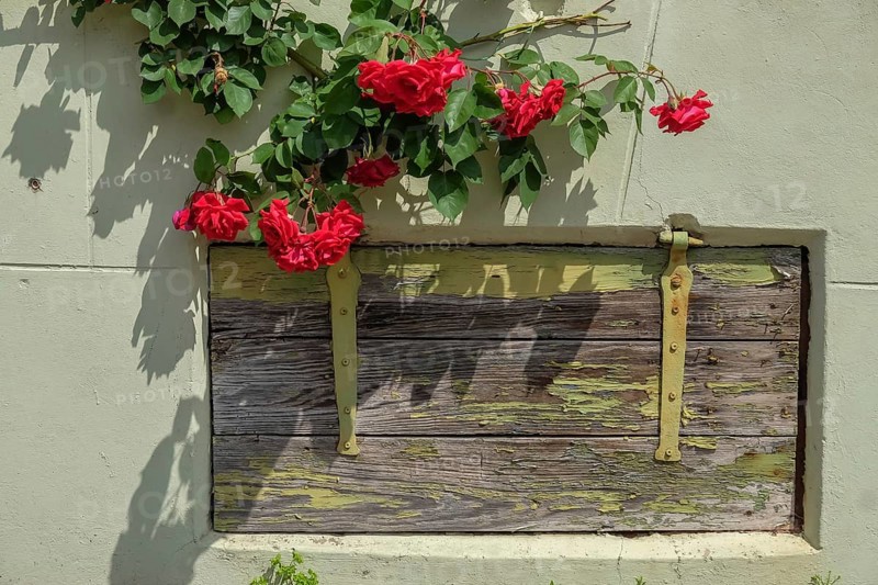 Cellar window with wooden shutter and roses, Rhodt unter Rietburg, Southern Palatinate, Palatinate, Rhineland-Palatinate, Germany, Europe