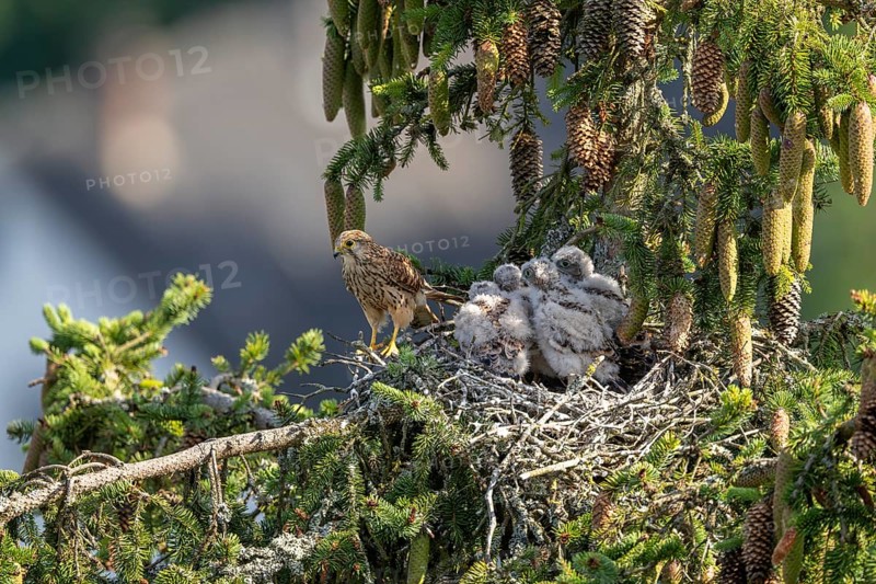 Common kestrel (Falco tinnunculus), female adult bird with young birds not yet ready to fly in the nest, Rhineland-Palatinate, Germany, Europe