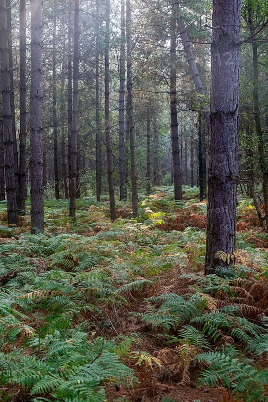 Coniferous trees and bracken growing in forest, Rendlesham Forest, Suffolk, England, UK