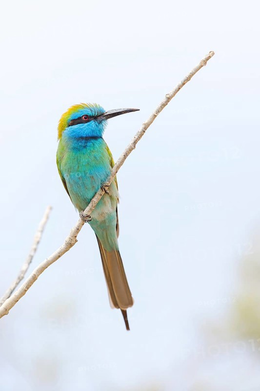 Green bee-eater (Merops orientalis), Mirbat, Salalah, Dhofar, Oman, Asia