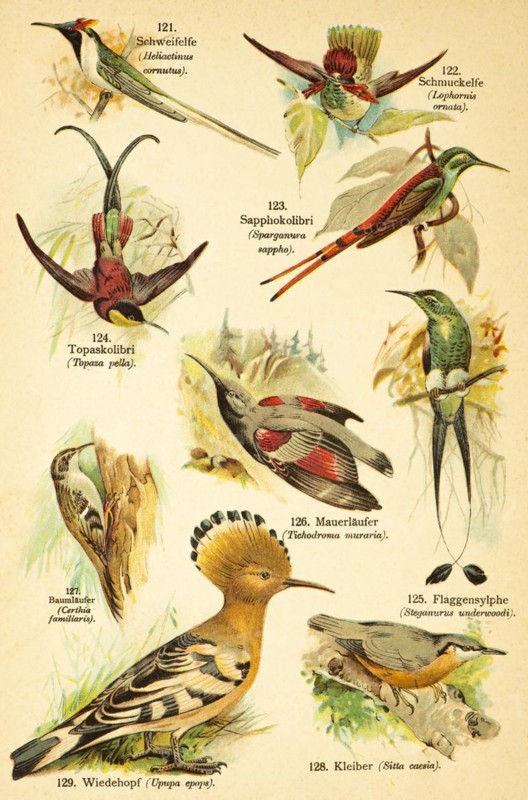 Tail fairy or sunbeam fairy (Heliactinus cornutus) or (Heliactin cornuta), jewelled fairy (Lophornia ornata) or (Trochilus ornatus), Sapphocilibri or red-tailed comet (Sappho sparganurus), topaz hummingbird (Topaza pella), Flag-tailed sylph (Steganurus underwoodi) or (Loddigesia mirabilis), Wallcreeper (Tichodroma muraria), Treecreeper (Certhia familiaris), Nuthatch (Sitta caesia) or (Sitta europaea), Hoopoe (Upupa epops) Birds of the world, historical illustration 1890