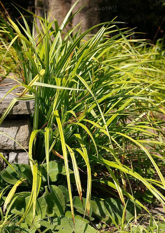 Sedge (Carex), in the park, North Rhine-Westphalia, Germany, Europe