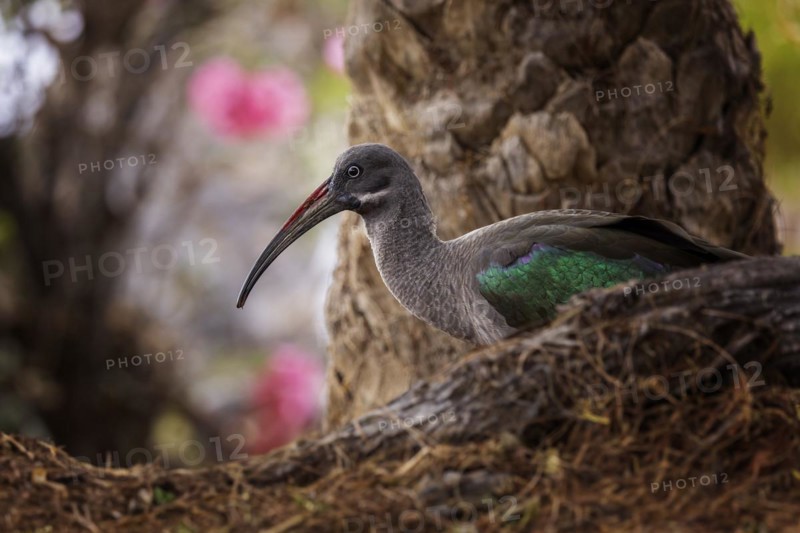 Hadada ibis (Bostrychia hagedash) Family of ibises and spoonbills, foraging, habitat, Fuerteventura, Spain, Europe