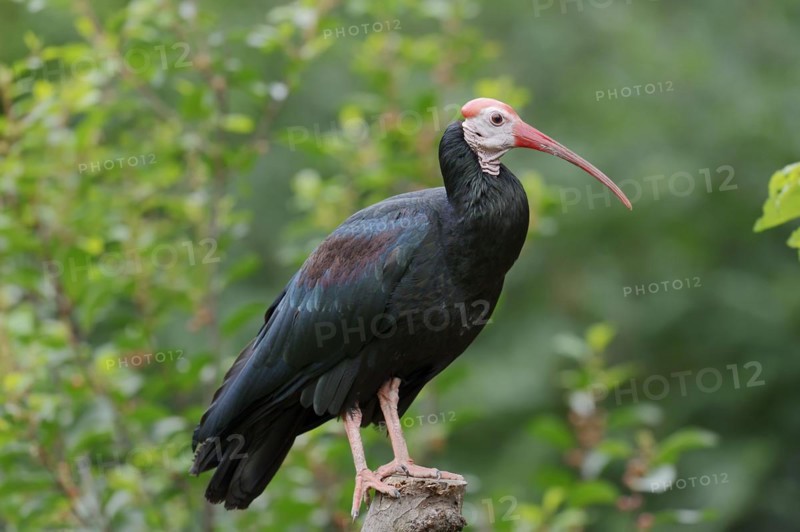 Southern bald ibis (Geronticus calvus), captive, occurrence in Africa