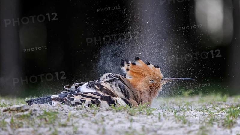 Hoopoe (Upupa epops) Bird of the Year 2022, sand bathing, plumage care, sunrise, golden hour, backlight, sitting, looking out, Middle Elbe Biosphere Reserve, Saxony-Anhalt, Germany, Europe