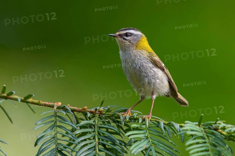 Goldcrest, Regulus ignicapillus, Luce, Mountain area, Luce, Styria, Slovenia, Europe