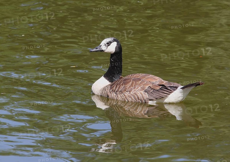 Canada goose (Branta canadensis), with leucism, in a pond, North Rhine-Westphalia, Germany, Europe