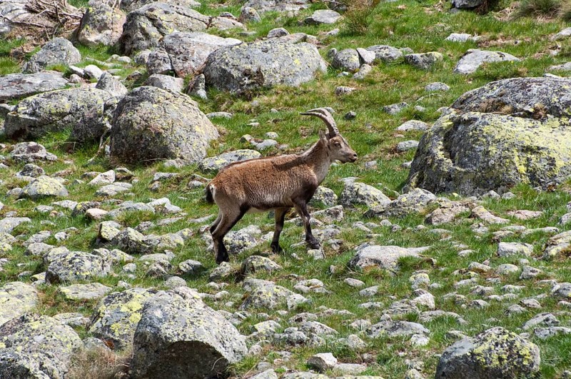 An ibex walks through a rugged landscape of rocks and meadow, Gredos ibex (Capra pyrenaica victoriae), spanish ibex (Capra pyrenaica), Iberian ibex, Reserva national de Gredos, Sierra de Gredos, Ávila, Avila, Madrid, Spain, Europe