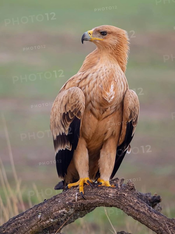 Spanish imperial eagle (Aquila adalberti) El Millaron Imperial Eagle Hid, Salorino, Extremadura Caceres, Spain, Europe