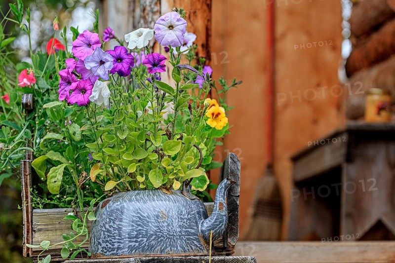 Colourful flowers in an old coffee pot, garden, Wiseman, Alaska, USA, North America