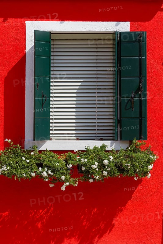 Window with green shutters on a red wall, below flowering plants in the sunshine, Burano, Venice, Italy, Europe