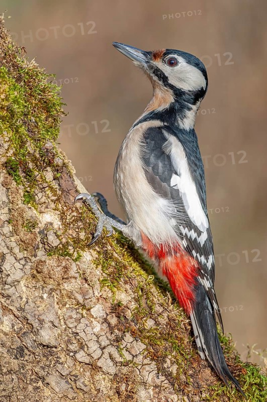 Great Spotted Woodpecker (Dendrocopos major) on a branch in the forest. Bas-Rhin, Alsace, Grand Est, France, Europe