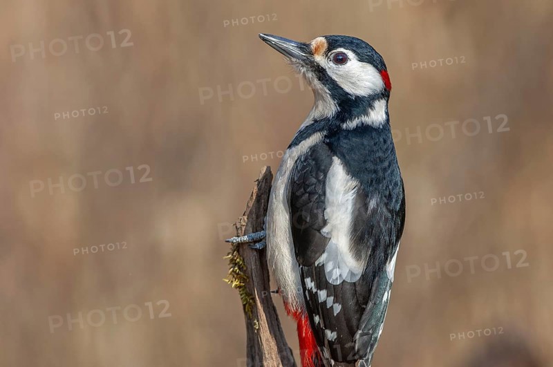 Great Spotted Woodpecker (Dendrocopos major) on a branch in the forest. Bas-Rhin, Alsace, Grand Est, France, Europe