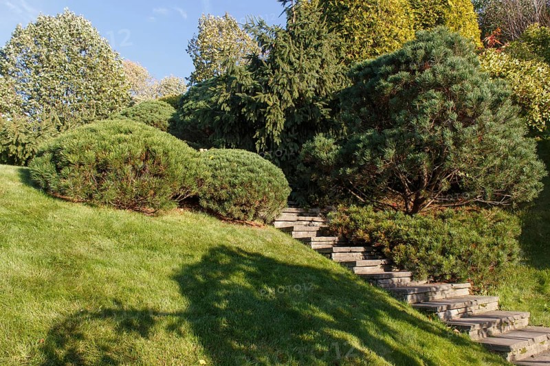 Cottage garden with green lawn, trees, hedges, trimmed bushes and large mountain pines. Modern landscape design