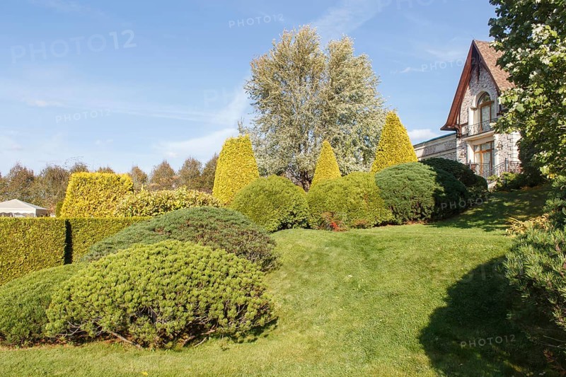 Cottage garden with green lawn, trees, hedges, trimmed bushes and large mountain pines. Modern landscape design
