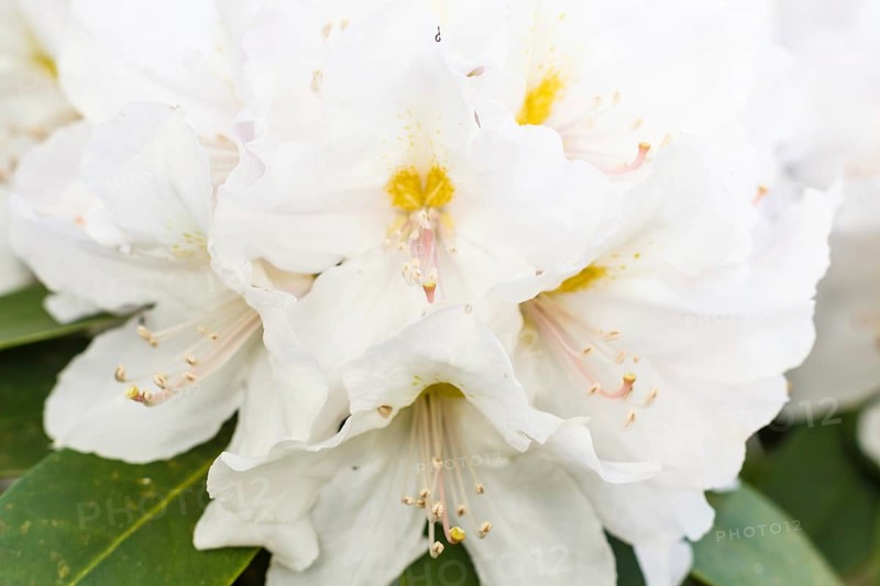 Rhododendron (azalea) flowers of various colors in the spring garden. Closeup. Blurred background