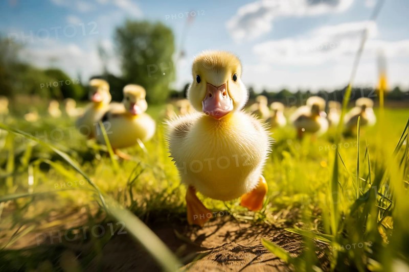 A close-up of a cute duckling standing in a sunlit meadow, with other ducklings and wildflowers in the background, AI generated