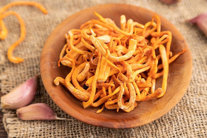 Fresh Cordyceps militaris mushrooms on brown wooden background with microgreen, herbs and spices. Side view, close up, selective focus
