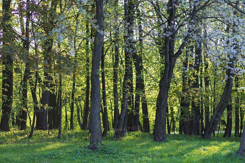Blooming apple trees in spring park
