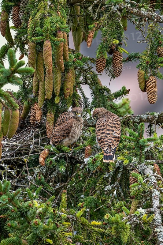 Common kestrel (Falco tinnunculus), two young birds not yet able to fly sitting on a branch outside the nest, Rhineland-Palatinate, Germany, Europe