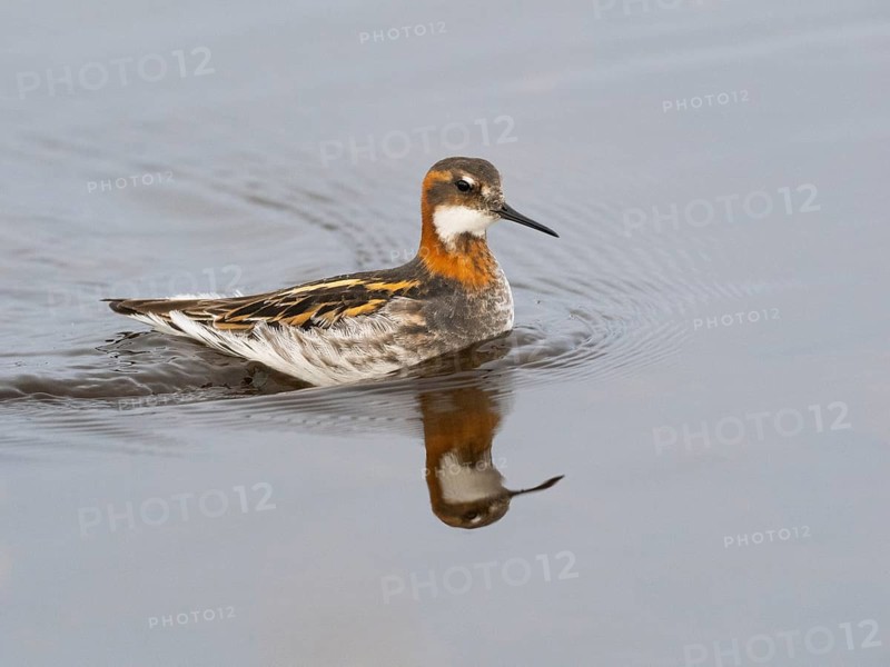 Red-necked phalarope (Phalaropus lobatus), female in breeding plumage, swimming along edge of moorland pool, May, Varanger Fjord, Norway, Europe