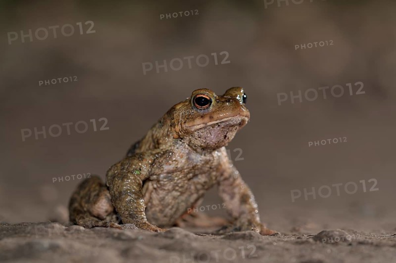Common toad (Bufo bufo), single male, on the way to spawning waters, evening, toad migration, Bottrop, Ruhr area, North Rhine-Westphalia, Germany, Europe