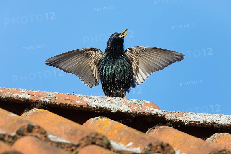 Common Starling (Sturnus vulgaris) adult male, in breeding plumage, singing and displaying on roof top, Hesse, Germany, Europe