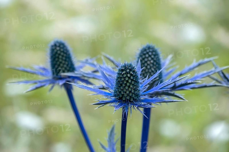 Eryngium planum, blue hobbit, sea holly, thistle, Münsterland, North Rhine-Westphalia, Germany, Europe