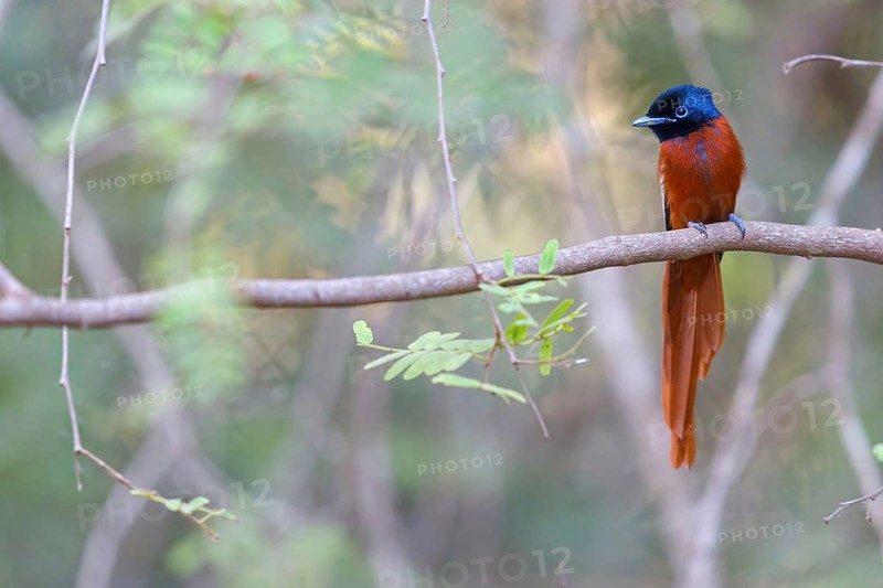 Senegal Paradise Flycatcher, (Terpsiphone rufiventer), Brufut woods, Brufut, South Bank, Gambia, Africa