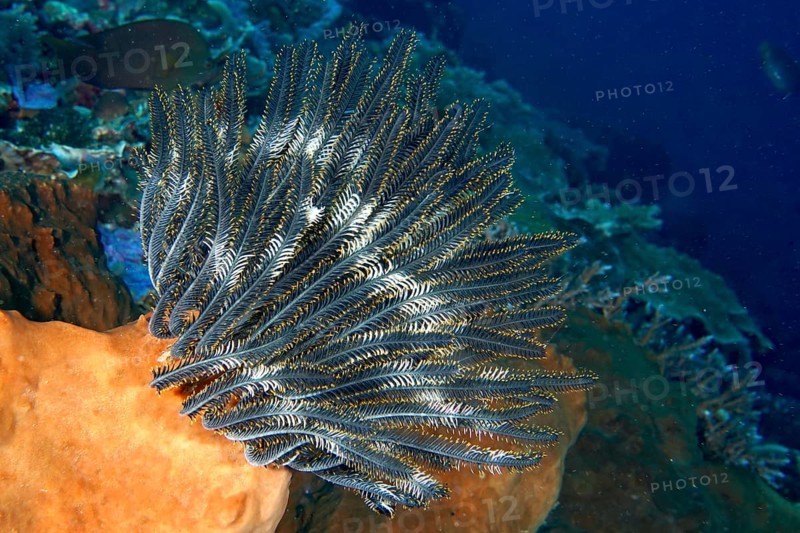 Bennett's hairstar (Anneissia bennetti) in deep sea with blue background, dive site Toyapakeh, Nusa Ceningan, Nusa Penida, Bali, Indonesia, Asia