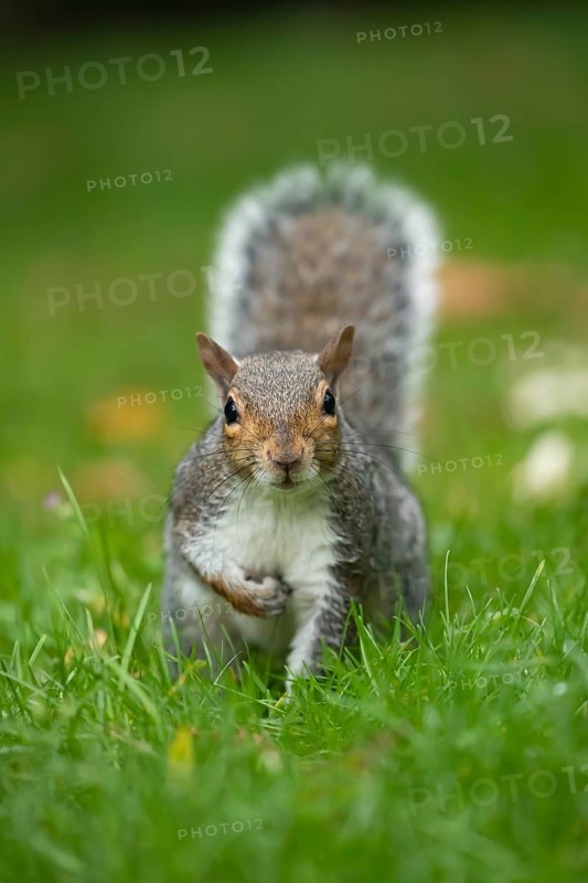 Grey squirrel (Sciurus carolinensis) adult animal on a garden grass lawn, England, United Kingdom, Europe