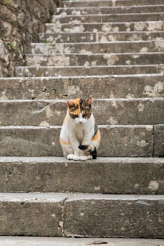 Calico colored feral Felis catus - Cat sitting on a grey stone step and looking down at a dead mouse, Old Town of Kotor, Montenegro, Europe