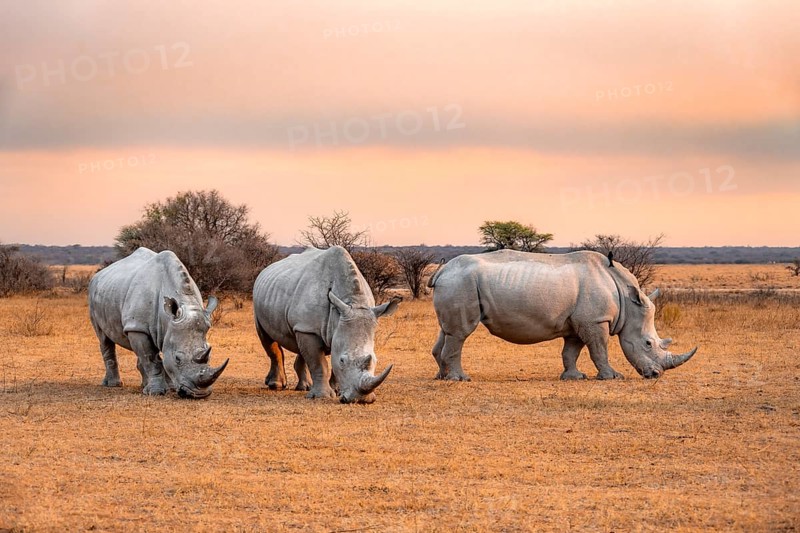 Southern white rhinoceros (Ceratotherium simum simum), three rhinos at sunset, Khama Rhino Sanctuary, Serowe, Botswana, Africa
