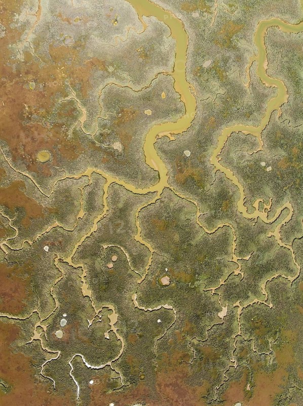 Network of channels and streams at low tide. In the marshland of the Piedras River. Aerial view. Drone shot. Huelva province, Andalusia, Spain, Europe