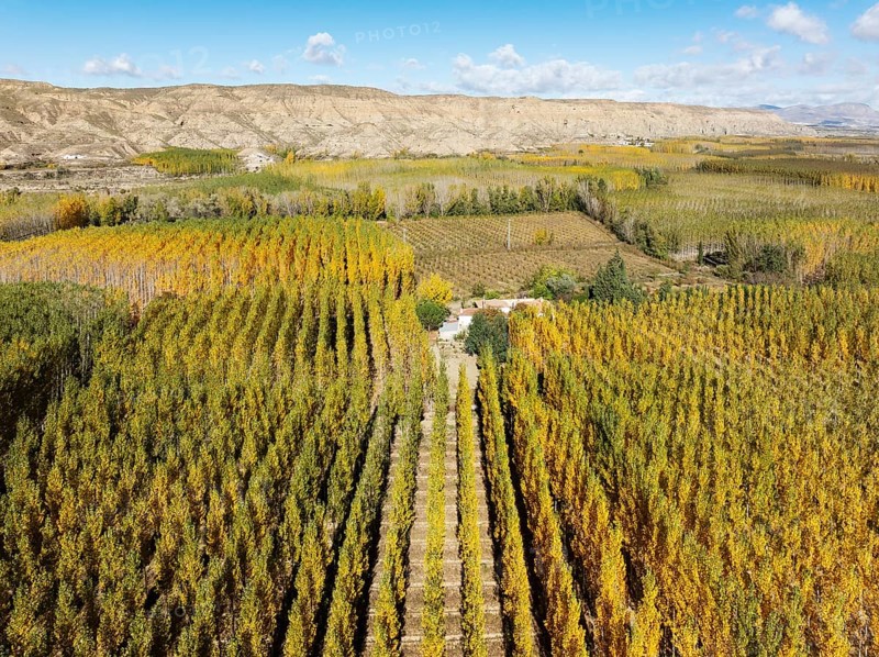 European Aspen (Populus tremula) in autumnal colours. Cultivated for timber. Aerial view. Drone shot. Granada province, Andalusia, Spain, Europe