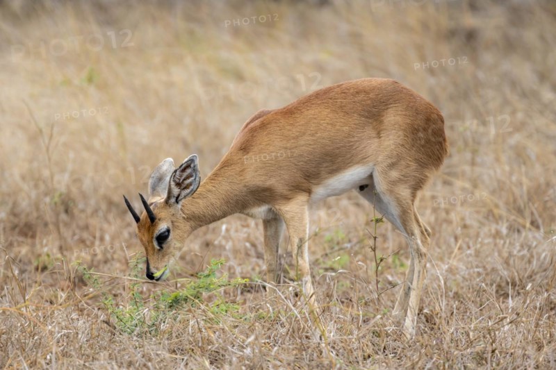 Steenbok (Raphicerus campestris), feeding, adult male, Kruger National Park, South Africa, Africa