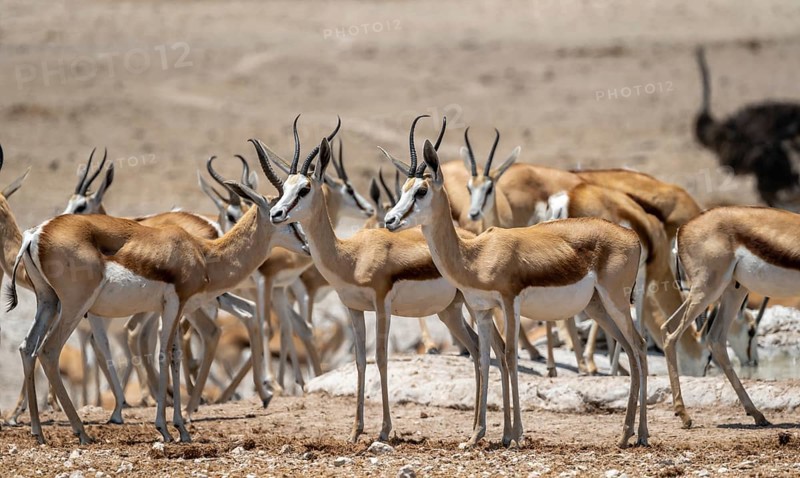 Herd of springbok (Antidorcas marsupialis) at a waterhole, Nebrowni Waterhole, Etosha National Park, Namibia, Africa