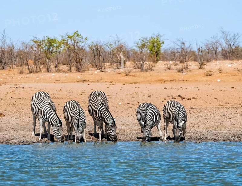 Plains zebras (Equus quagga) drinking at a waterhole, savannah with orange-coloured sand, Okavao waterhole, Etosha National Park, Namibia, Africa