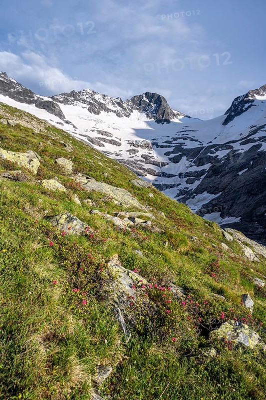 Mountain landscape with blooming alpine roses in the evening light, mountain basin with snow and glacier Floitenkees, summit Westliche and Östliche Floitenspitze, Greizer Hütte, Berliner Höhenweg, Zillertal Alps, Tyrol, Austria, Europe