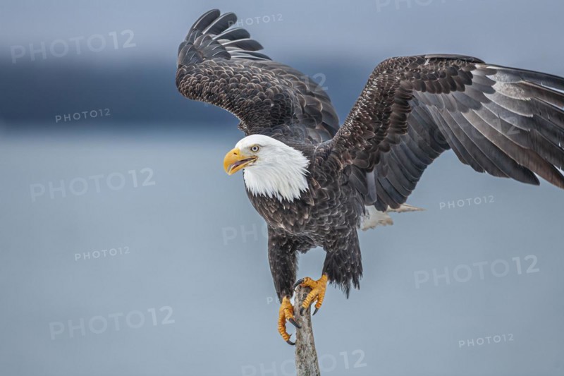 Bald eagle, Haliaeetus leucocephalus, sitting, winged, adult, winter, Homer, Alaska, USA, North America