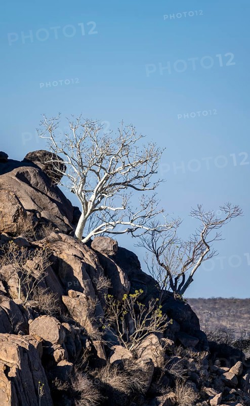 Leafless trees growing on a rocky barren hill, tree with white bark, Hobatere Concession, Namibia, Africa
