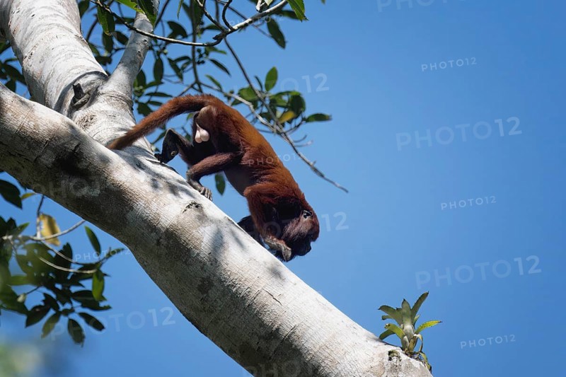 Colombian red howler monkey, Alouatta seniculus, in a tree, Amazon basin, Brazil, South America