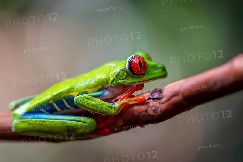 Red-eyed tree frog (Agalychnis callidryas), sitting on a branch, Heredia province, Costa Rica, Central America