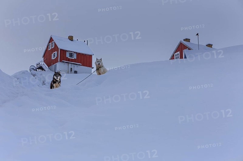 Typical Greenlandic houses in deep snow, Greenland dogs, Husky, Winter, Tasiilaq, East Greenland, Greenland, North America