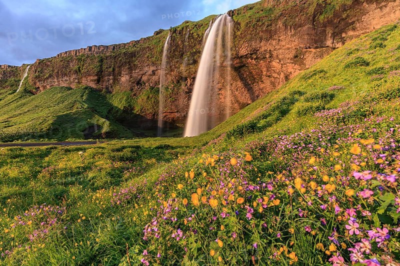Waterfall on a steep slope, flower meadow, summer, evening light, midnight sun, long exposure, Seljalandsfoss, Southwest Iceland, Iceland, Europe